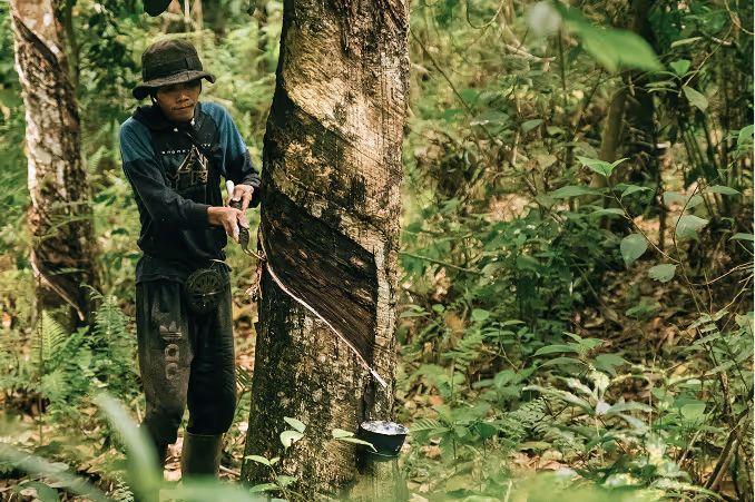Kepayang Community Forest Project