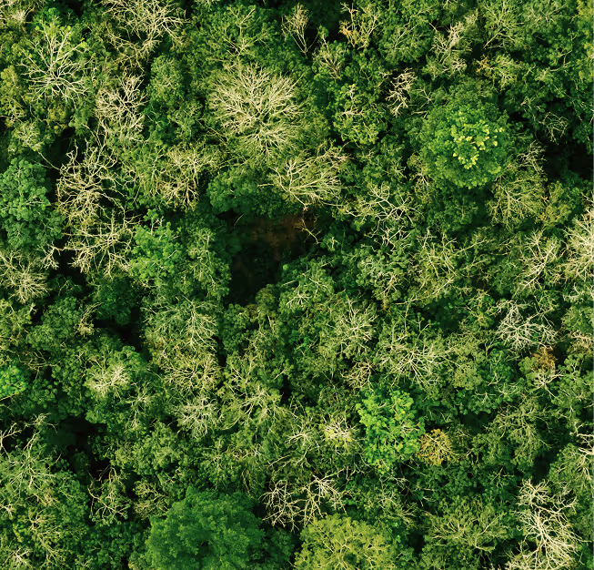 Restoring Ecosystems & Preventing Fires